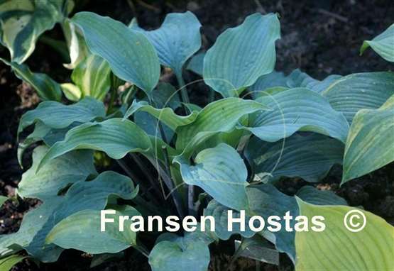 Hosta Valley's Space Cowboy